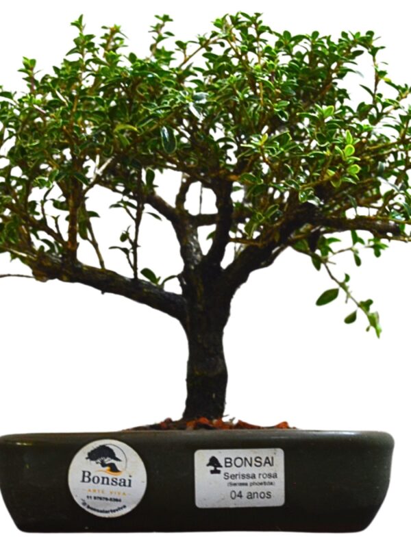 Bonsai Serissa Rosa