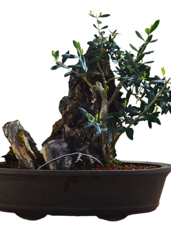 Bonsai de Oliveira