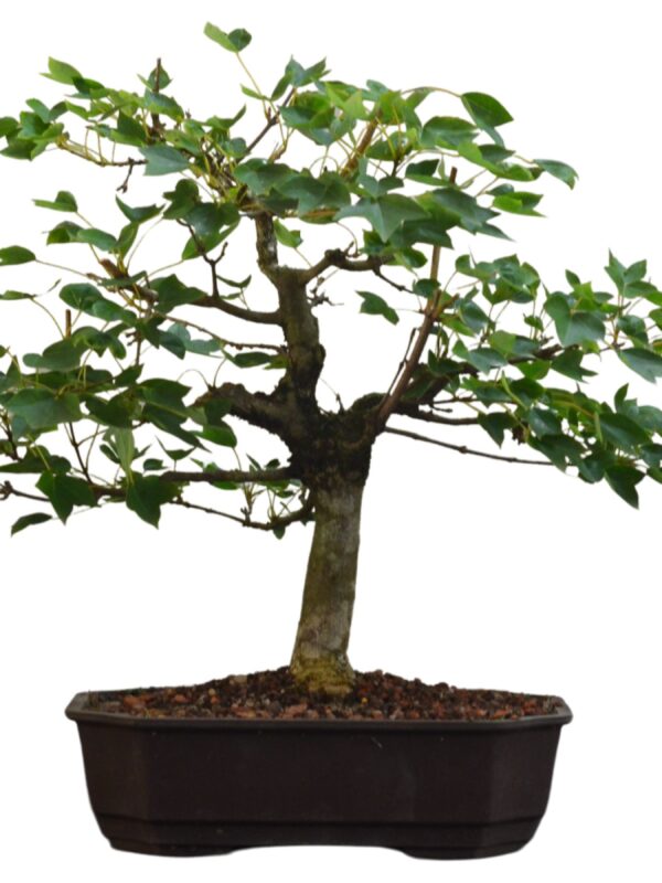 Pré Bonsai Acer Kaede