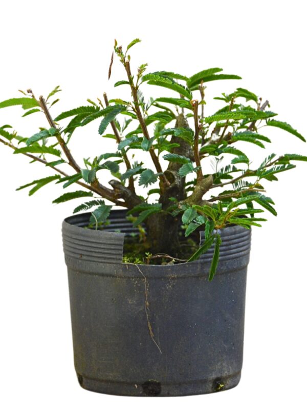 Pré Bonsai Caliandra Rosa