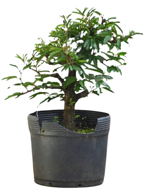 Pré Bonsai Caliandra Rosa