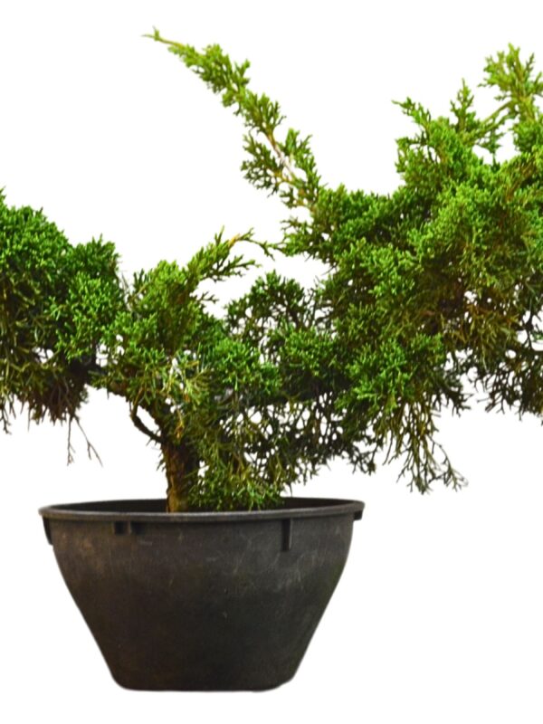 Pré Bonsai Shimpaku Kichu