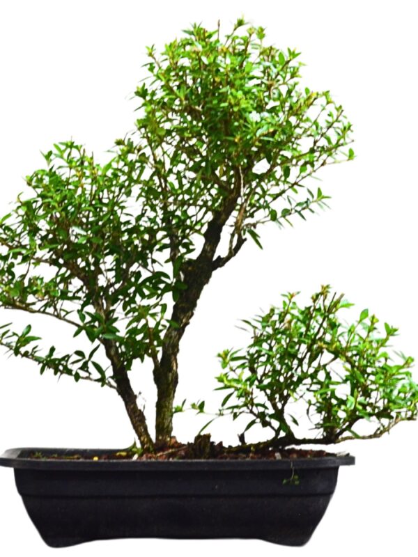 Pré Bonsai Serissa Chinesa