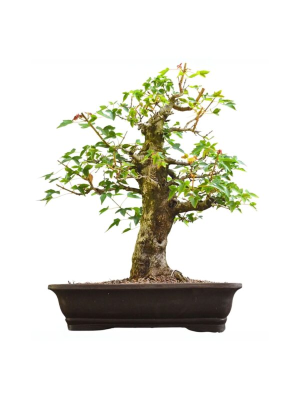 Bonsai de Acer Kaede