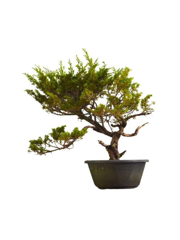 Pré Bonsai Shimpaku Itoigawa