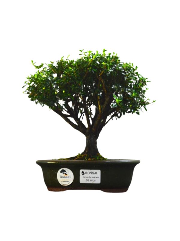 Bonsai Serissa