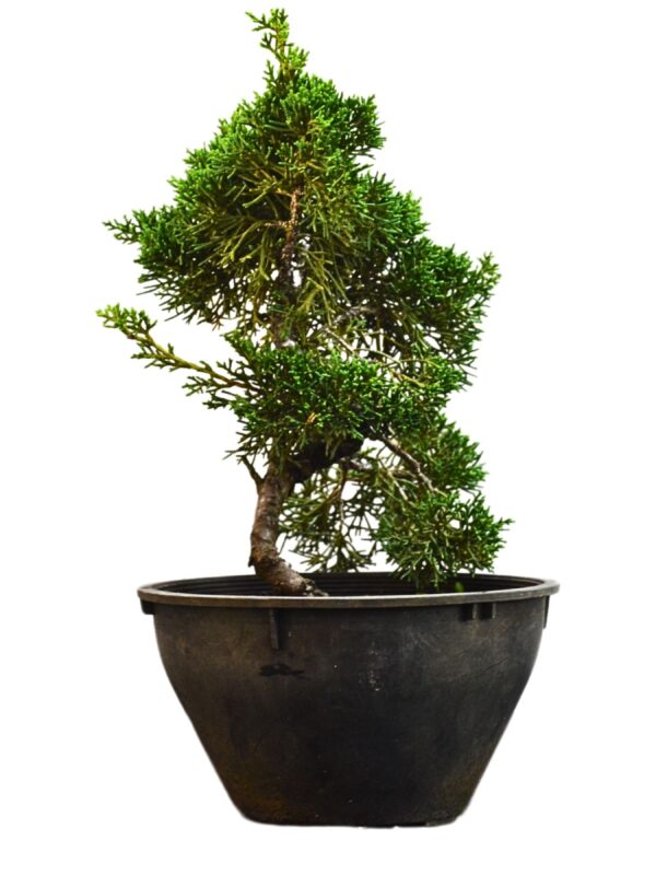 Pré Bonsai Shimpaku Kichu