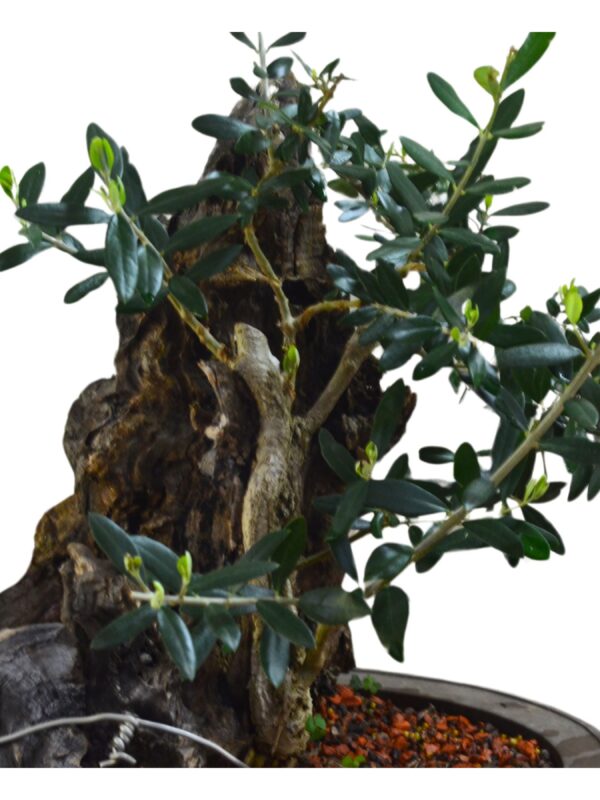 premna bonsai Bonsai Premna Microphylla Sancang