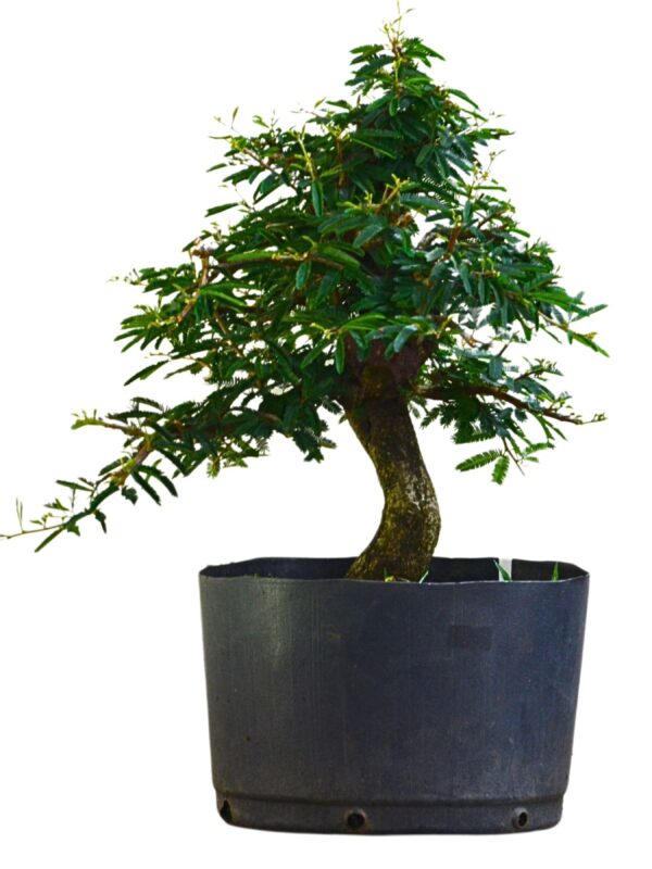 Pré Bonsai Caliandra Rosa