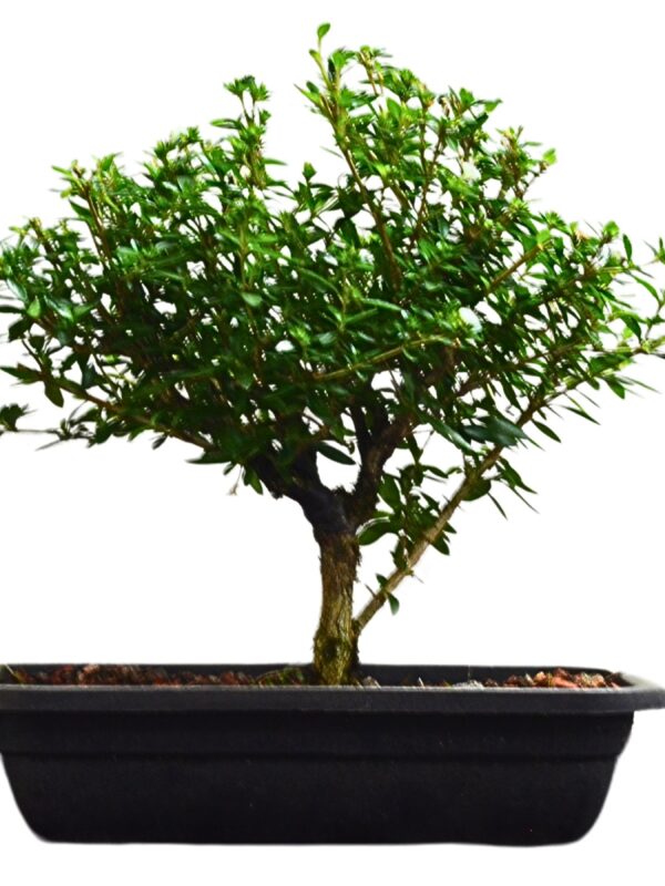 Pré Bonsai Serissa Chinesa