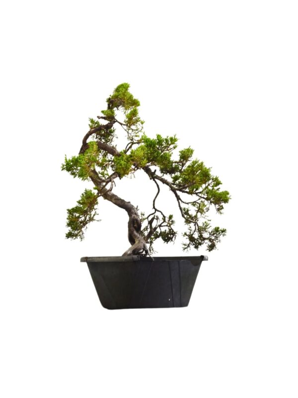 Pré Bonsai Shimpaku Itoigawa