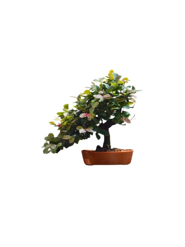 Bonsai de Loropetalum Rosa