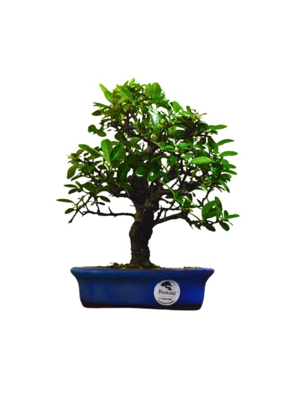 Bonsai Piracanta Amarela