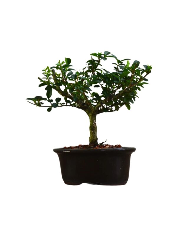 Bonsai Ligustro