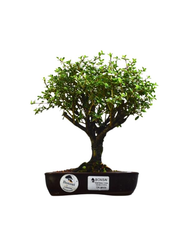 Bonsai Serissa Rosa