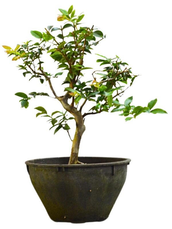 Bonsai Jabuticaba