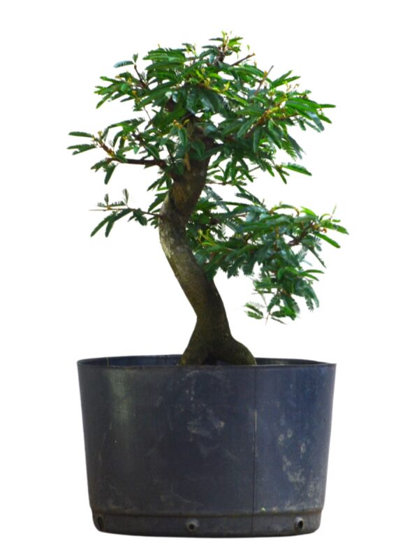 Pré Bonsai Caliandra Rosa