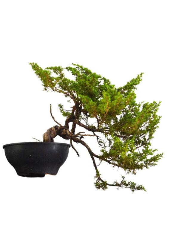 Pré Bonsai Shimpaku itoigawa