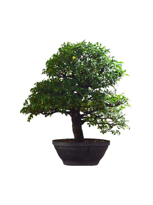 Pré Bonsai de Ulmos