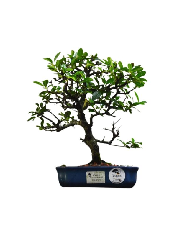 Bonsai Piracanta Amarela