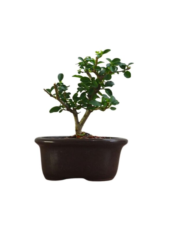 Bonsai de Ligustro