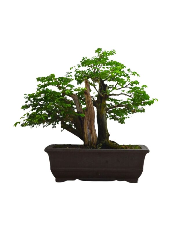 Bonsai Piteco