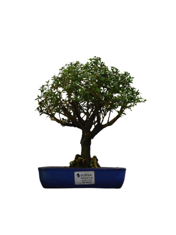 Bonsai Serissa Rosa