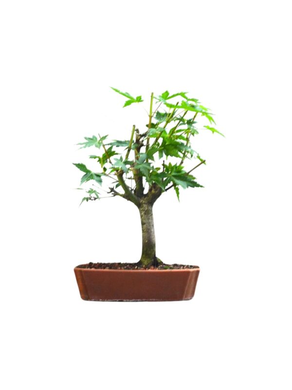 Pré Bonsai Acer Palmatum
