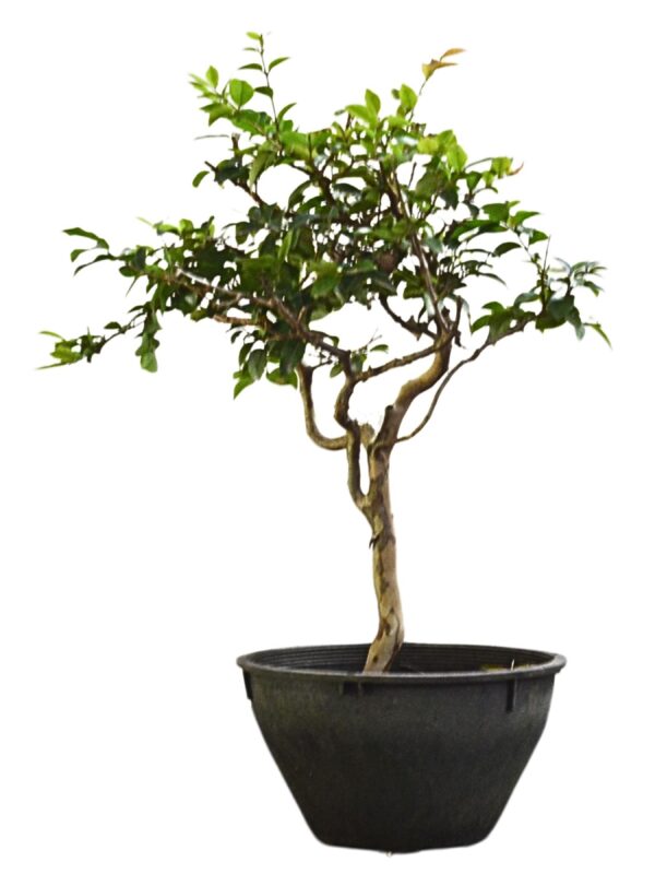 Bonsai Jabuticaba