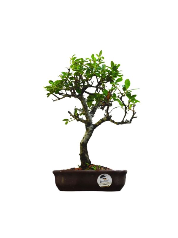 Bonsai piracanta Amarela