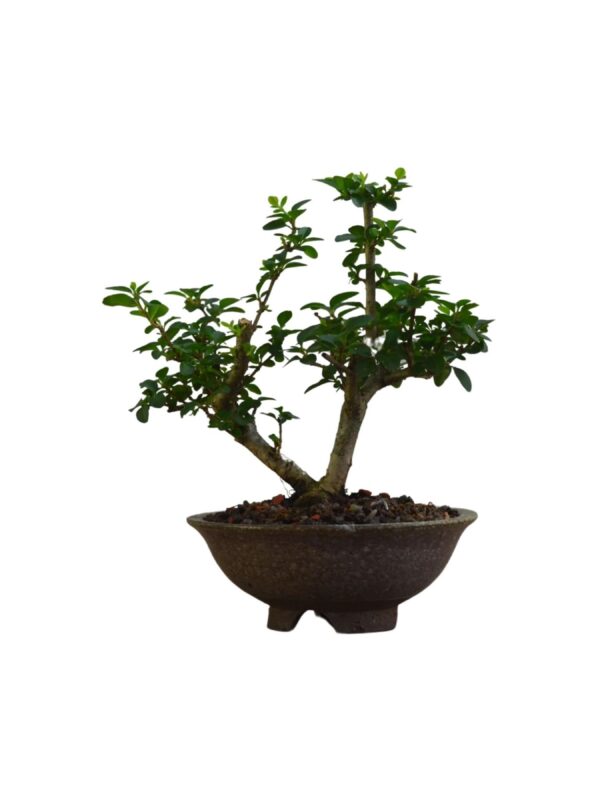 Bonsai Ligustro