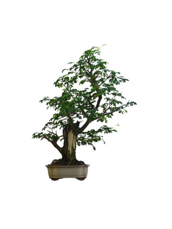 Bonsai Piteco