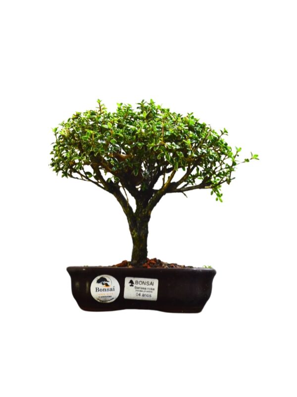 Bonsai Serissa Rosa