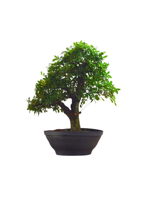 Pré Bonsai de Ulmos