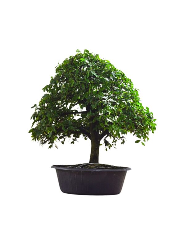 Pré Bonsai de Ulmos