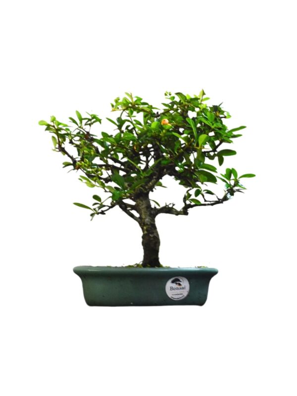 Bonsai Piracanta Amarela