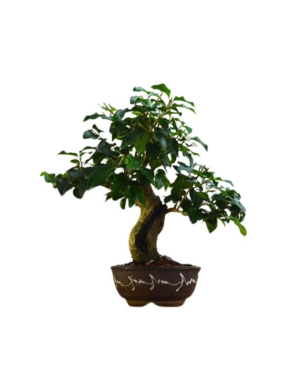 Bonsai Ligustro