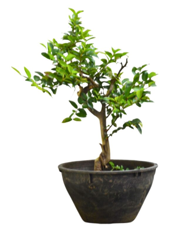 Bonsai Jabuticaba