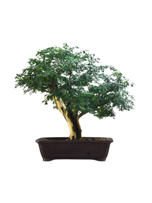 Bonsai Pithecolobium