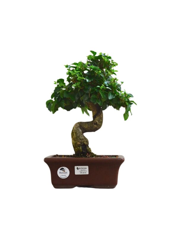 Bonsai Ligustro