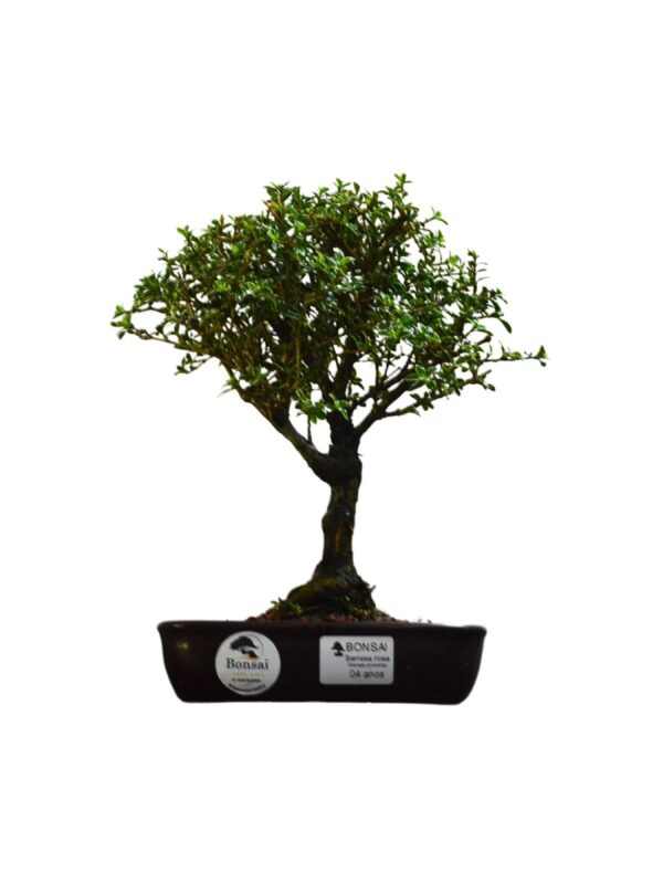 Bonsai Serissa Rosa