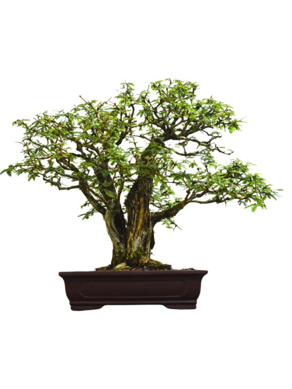 Bonsai caliandra spinosa