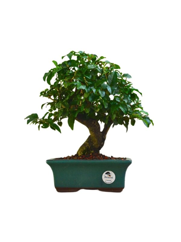 Bonsai Ligustro