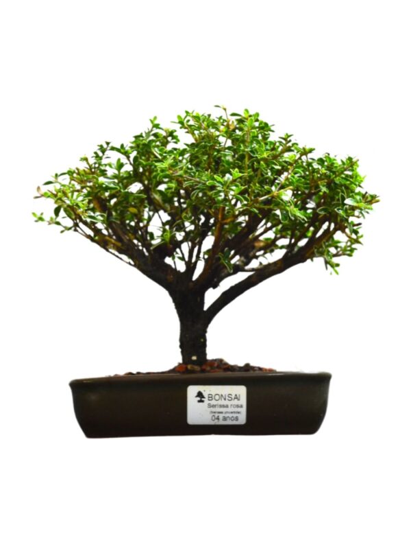 Bonsai Serissa Rosa