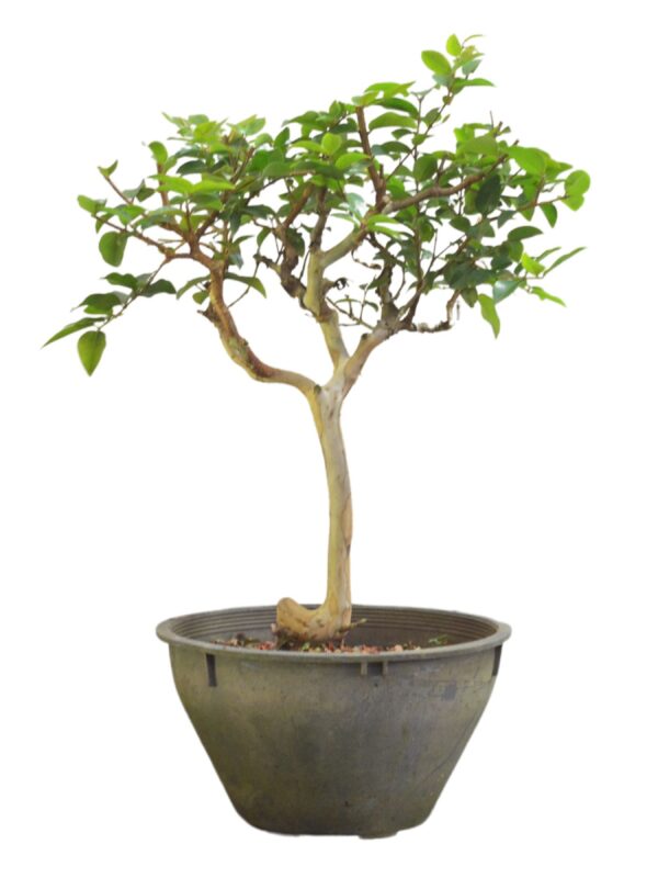 Bonsai Jabuticaba