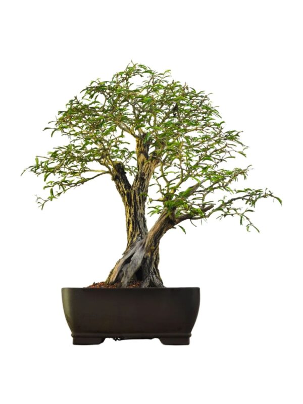 Bonsai Caliandra Spinosa