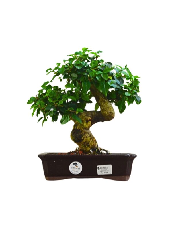 Bonsai Ligustro