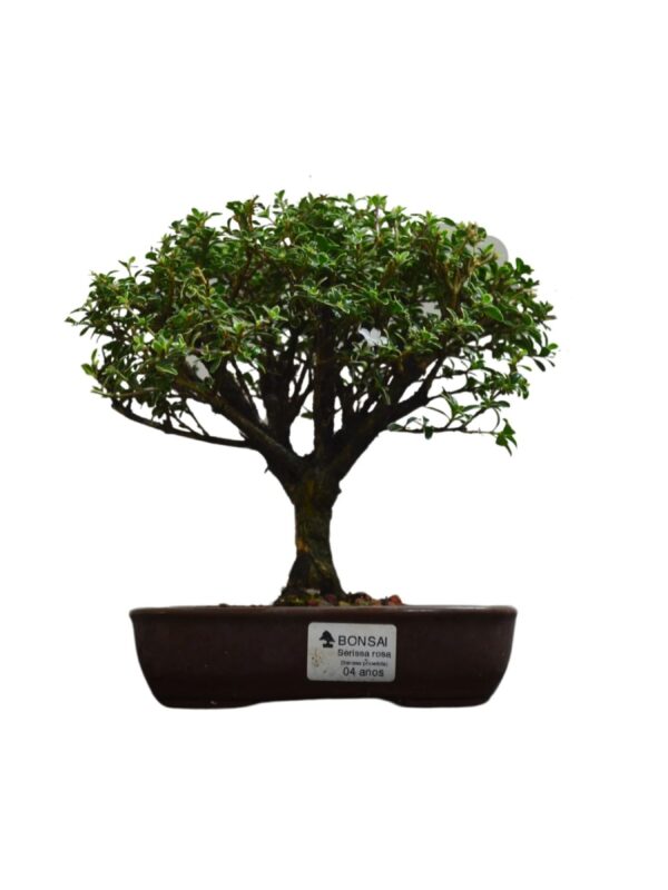 Bonsai Serissa Rosa