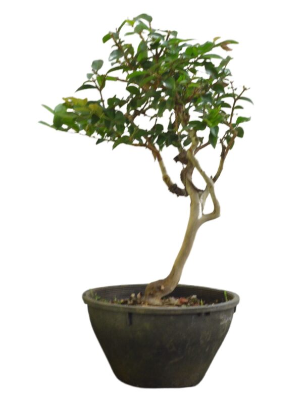 Bonsai Jabuticaba