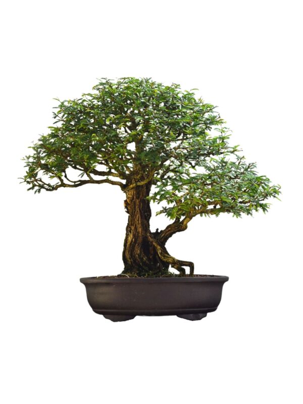 Bonsai Caliandra Spinosa